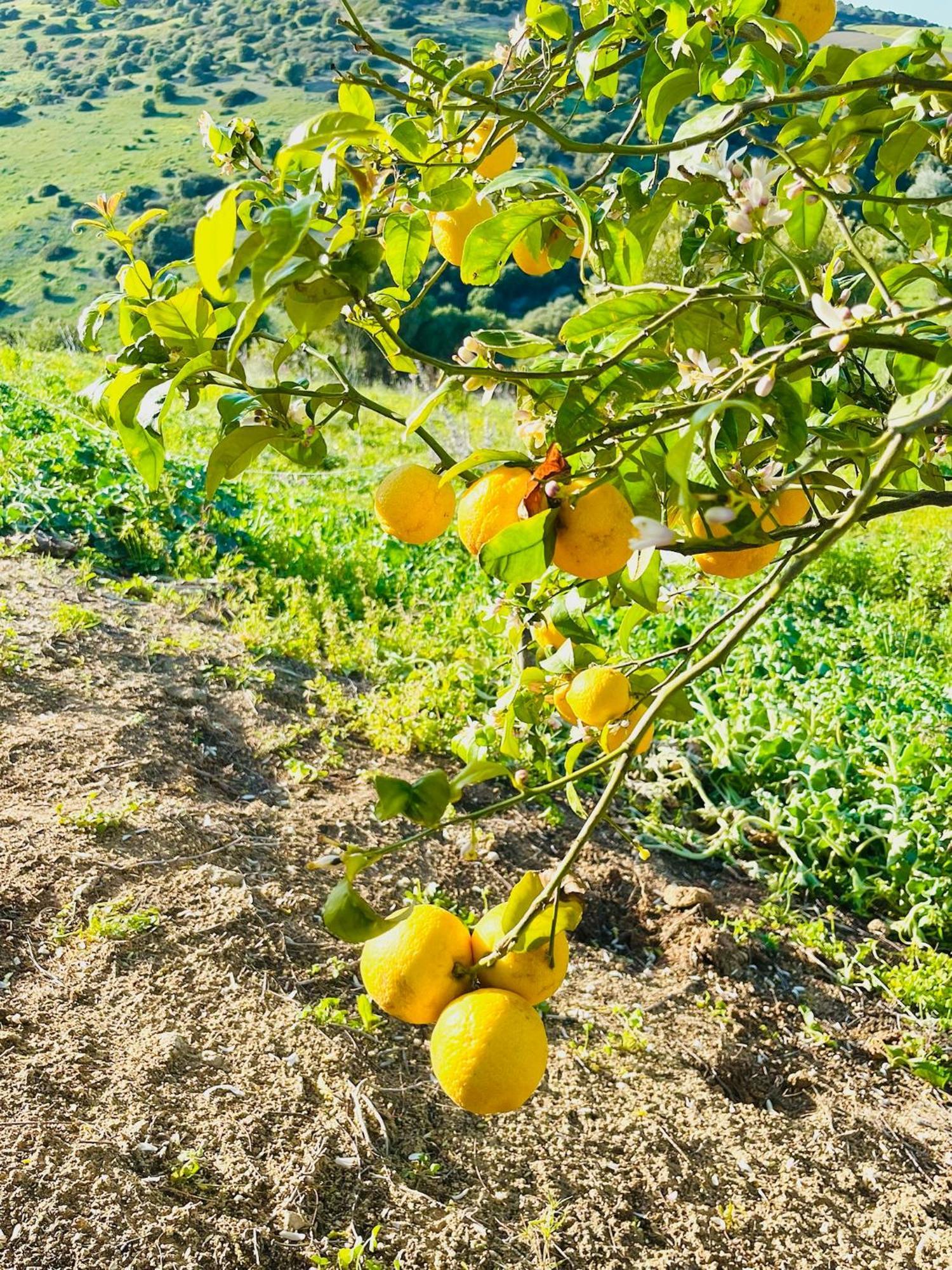 Finca La Vina Vejer de la Frontera Luaran gambar