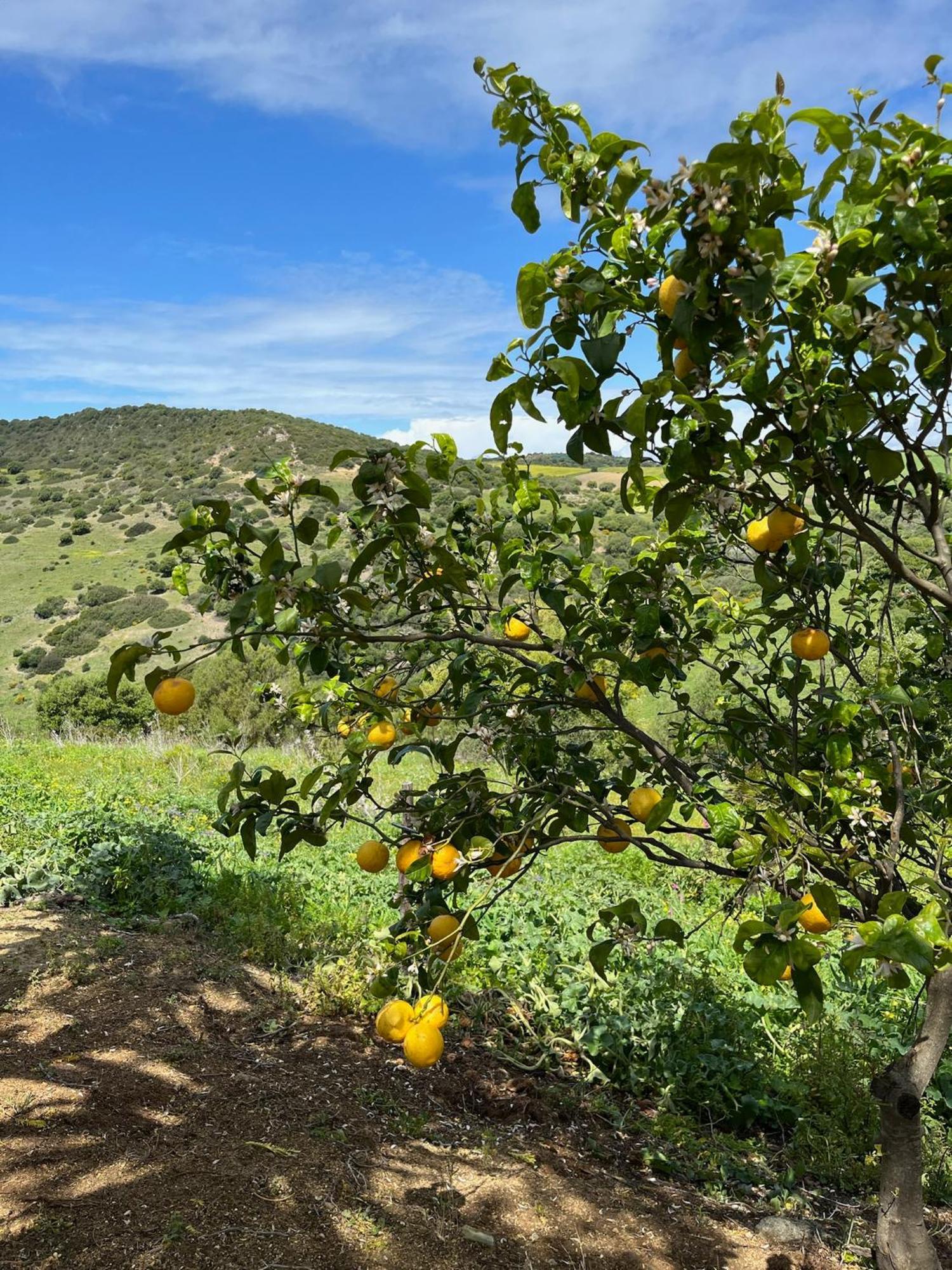 Finca La Vina Vejer de la Frontera Luaran gambar