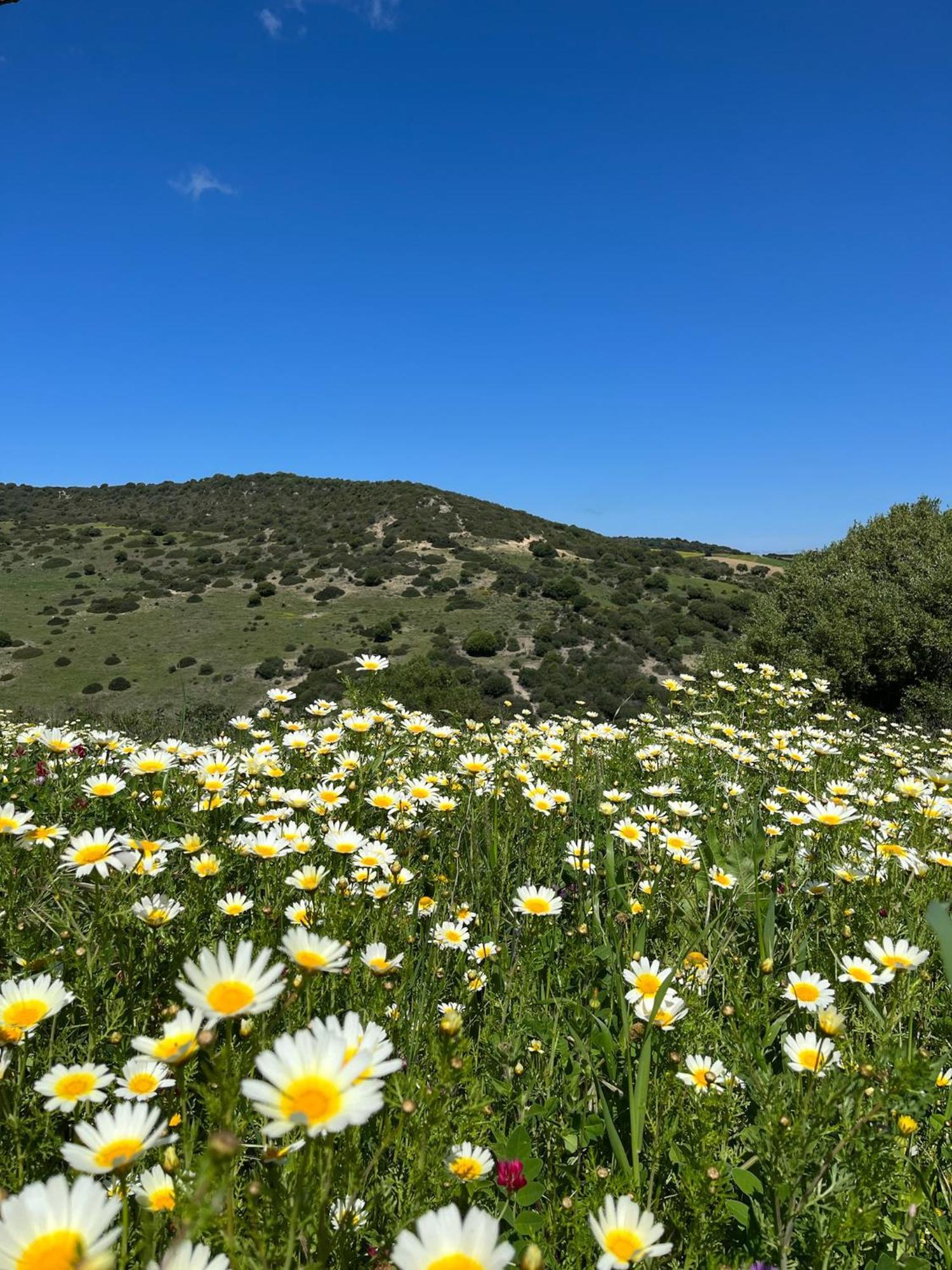 Finca La Vina Vejer de la Frontera Luaran gambar